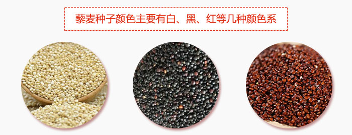 藜麥種子顏色主要有白、黑、紅等幾種顏色系，營(yíng)養(yǎng)成分相差不大，其中白色口感好，黑、紅色口感相對(duì)差些，籽粒也較小。