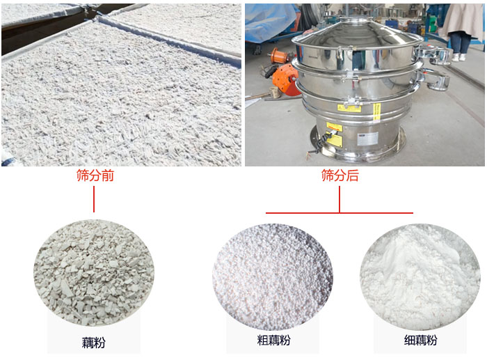 蓮藕淀粉曬干，采用304不銹鋼材質(zhì)藕粉振動(dòng)篩篩分后前后對(duì)比效果圖展示。