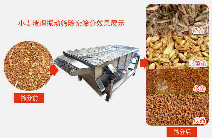 小麥清理振動(dòng)篩小麥篩分效果展示圖可同時(shí)篩分出輕雜，比重雜，小雜，成品等四個(gè)等級(jí)。